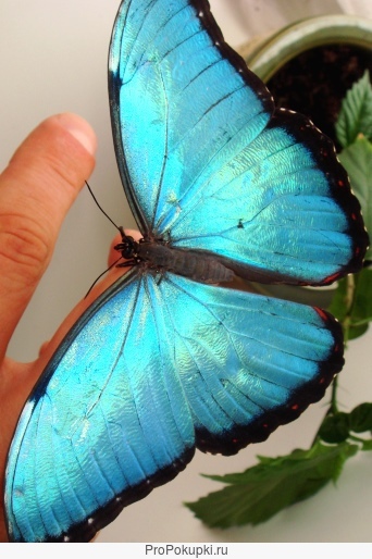 Живые тропические бабочки - Лучший подаврок на любойпраздник1