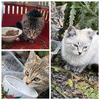 Три котёнка, которым нужен дом