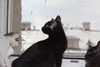 Шикарный черный котенок ищет дом