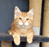 Сибирский котенок красного мраморного окраса
