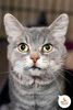 Ланселап - кот с вдумчивым взглядом и печальной судьбой