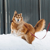 Рыжая пушистая собака-красавица Леди в добрые руки