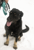 Собака Кира - 1,5 года, отдам в дар