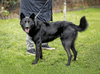Черный красавец Эдик, самый верный в мире пес в добрые руки