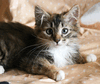 Пушистый трёхцветный котёнок Пушинка в дар