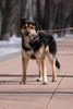 Арчи - умный пёс с непростой судьбой в добрые руки