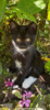 Электровеник- черно-белый котенок