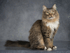 Очаровательный котик Воробышек ищет дом