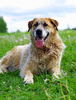 Джина – идеальная собака для людей старшего поколения