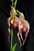 Орхидея Phragmipedium caudatum x sedenii