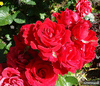 Плетистые розы. Кустовые розы