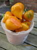 Продаю семена перца сладкого Леся оранжевая