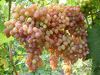 Продаю черенки винограда столовых и технических (винных) сортов