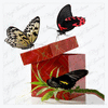 Живая открытка с бабочкой