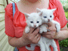кипельно белые котята