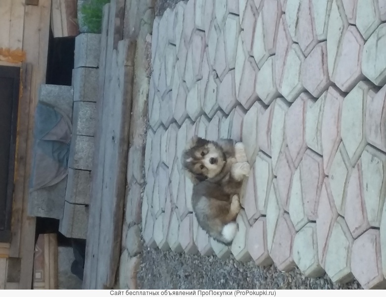 Отдам в хорошие и добрые руки щенка: Аляскинский маламут