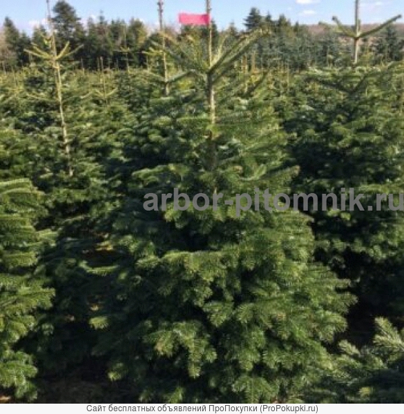 Новогодние елки, датские пихты срезанные и в горшках