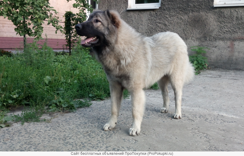 Подрощенный щенок кавказской овчарки