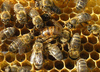 Пчелосемьи пчелопакеты матки карпатской породы (рут, дадан)