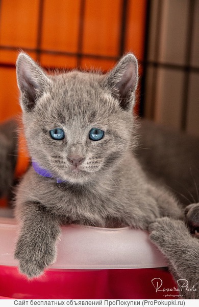 Роскошные Русские Голубые котята из питомника Ruzara