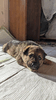 Ласковый, нежный и любопытный щенок Цири ищет дом