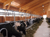 Доходный бизнес на аренде коров, ищу партнеров