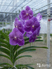 Орхидеи Ванды микс