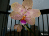 Орхидея Phal. Joy Fairy Tale(Бабочка) Phalaenopsi