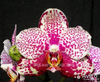 Орхидея Phal Golden Peoker FS
