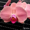 Орхидея Phal Miki Diana 141