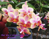 Орхидея Phal Ron-E Giamor