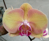 Орхидея P. Amber princess