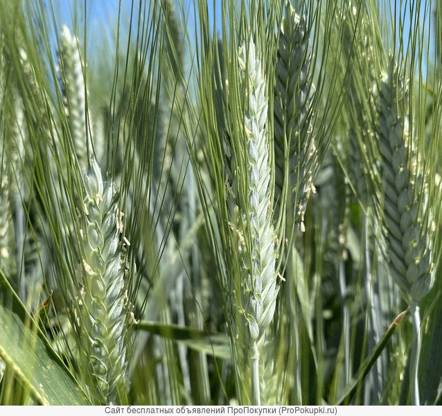 Семена пшеницы озимой твердой купить Агат Донской