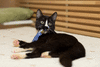Адик - гиперактивный шилопопый феерический кот