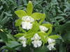 Орхидея Epc. Vienna Woods x C. Thospol Spot