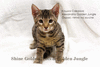 Котята породы Саванна. Кошка Саванна F5