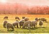 Овцы мясных пород живым весом