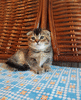 Великолепный котенок Айзи окрас затушеванная шиншилла