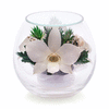 Для интерьера орхидеи белые в вазах в вакууме