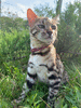 Девочка гибрид (Бенгал/Азиатский леопардовый кот)