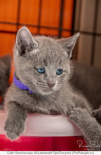 Роскошные Русские Голубые котята из питомника Ruzara