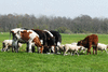 Коровы мясных пород живым весом на убой