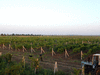 Земельный участок 156 га с виноградником