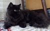 очень черный шоколадный котик