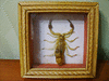 Модульная картина "Скорпион"