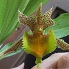 Орхидея Catasetum fimbriatum