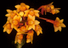Орхидея Dendrobium subclausum