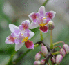 Орхидея Phalaenopsis equestris tri-lips