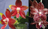 Орхидея P.Yaphon Goodboy RED x gigantea