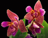 Орхидея Phal. Joy Fairy Tale (Peloric Phalaenopsis)